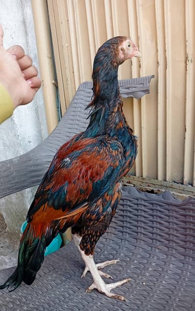 BLUE RING EYES HOME BREED PAIR AVAILABLE