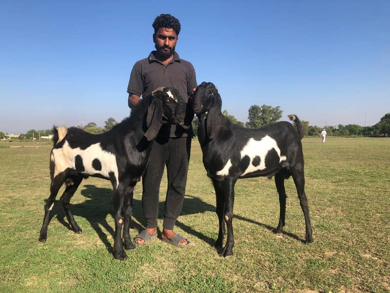Qurbani Jora Goats | Healthy Desi | Daadu se abhi is month choga huai ...