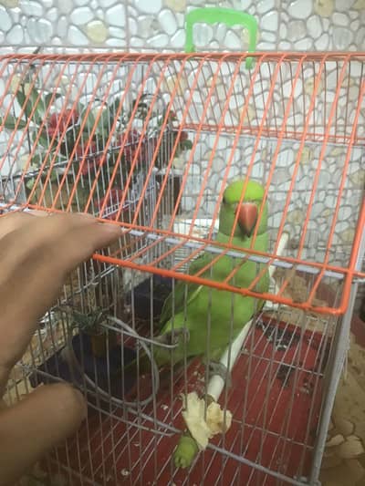 Green Ringneck For Sale With Cage