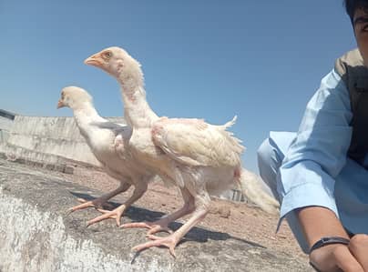 pure aseel heera pair