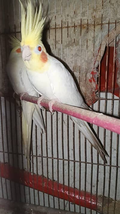 cockatiel