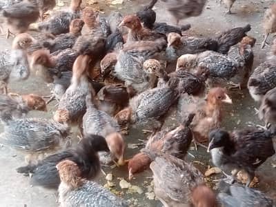 pure Misri breed Egyptin Fayoumi Chicks Available