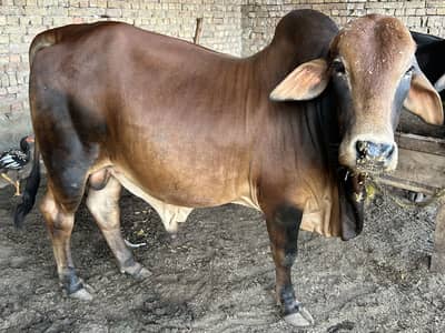 Bachry for qurbani 2026