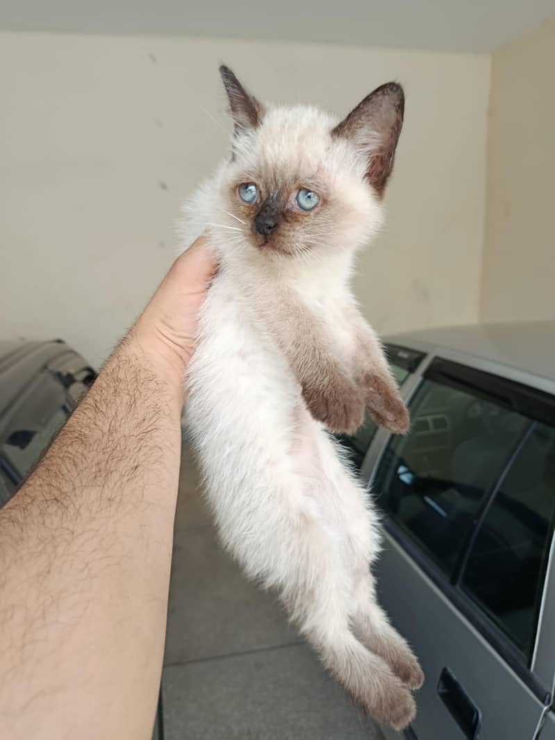 Siamese kitten 1