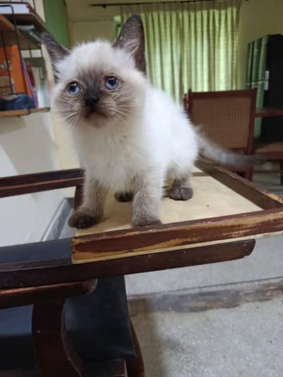 Siamese kitten