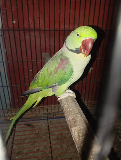 brider male hai 5 bachy hain madi Mar gai is liyn sale