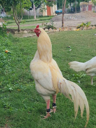 Beautiful breeder male