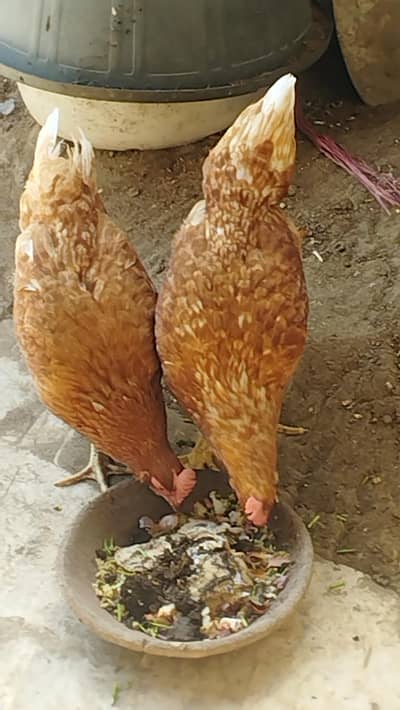 egg laying young female