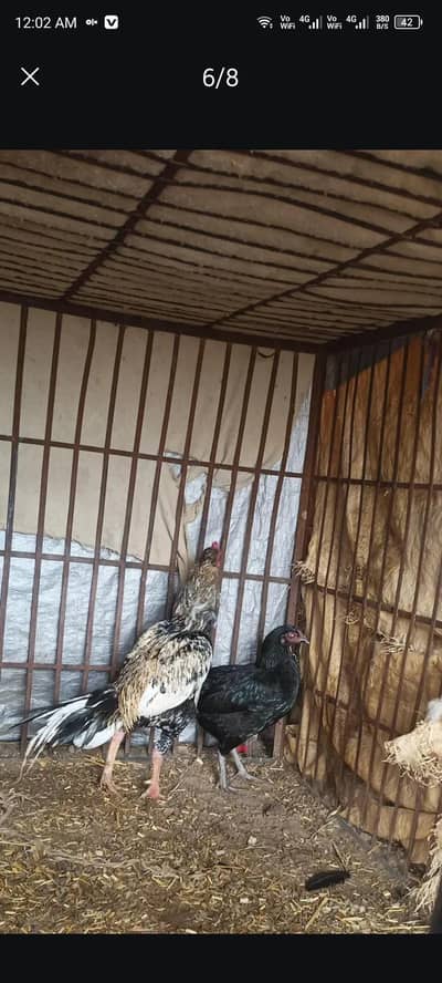 pair for sale Kamal ka patha or murgi