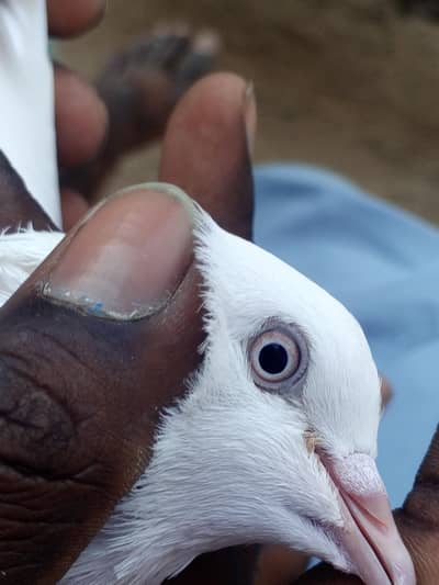 patti wale ha pela neshan ka laga howa ha