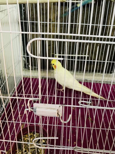 Cocktails for sell male