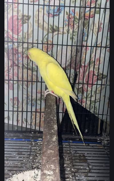 Yellow female breeder talking dancing