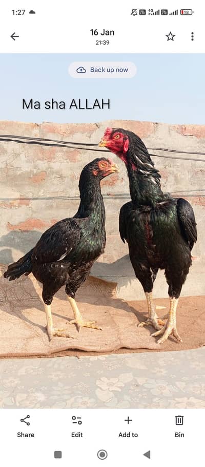 aseel chiks available mushka breed