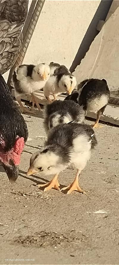 Aseel chicks Heera and Thai