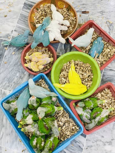 MASHA ALLAH Chicks Available in Kharian