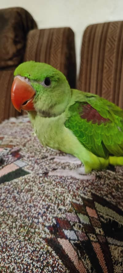 Raw Parrot (Alexander)