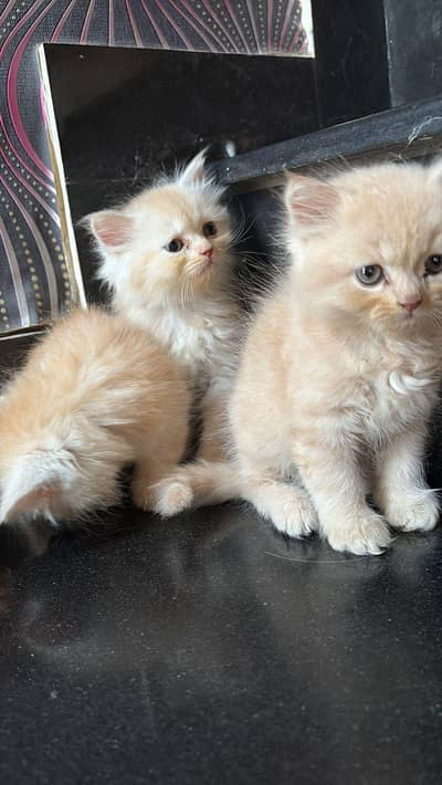 Persian kittens