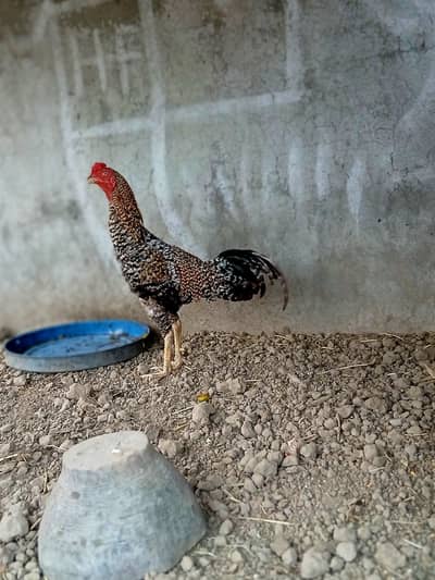 Top Quality Aseel Mushka/Cheena Patha for Sale