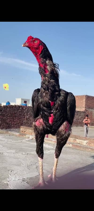 Gamer Panus pkoy crossing patha