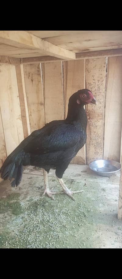 aseel madi 03238384501 only Whatsapp