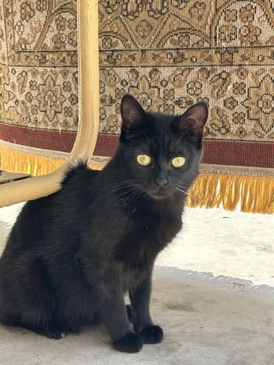 Free stray cat for adoption