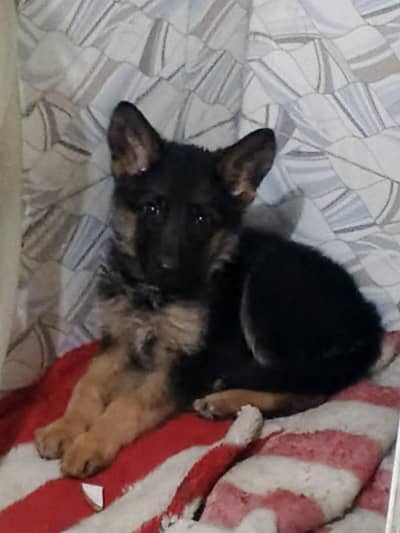 German Shepherd puppy 2 mouth age/ father and mother show win 2 time