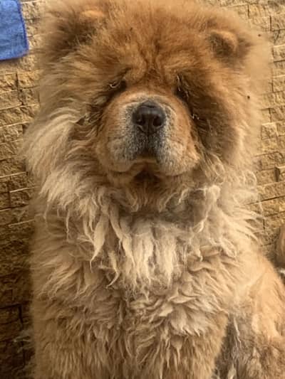 IMPORTED CHOW CHOW