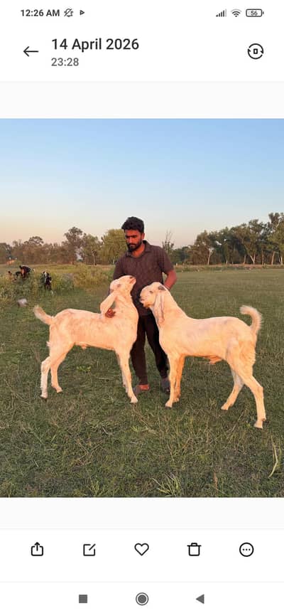 Goats  Full Healthy, Ready for Qurbani  white or brown Allag pair hai