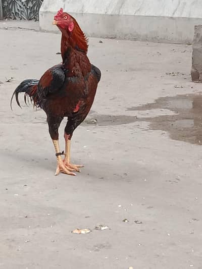 breeder murga ha bohat achi high quality ka