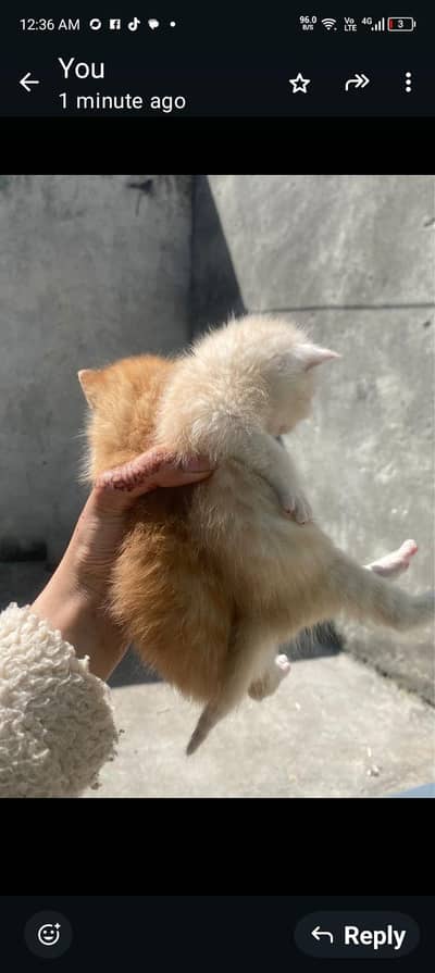 Persian triple. coad doll face