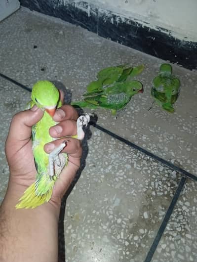 green cover near to self chicks