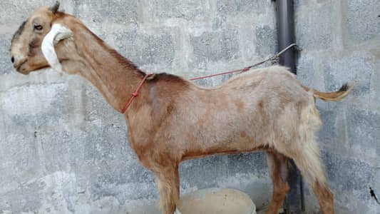 Goat with baby for sale