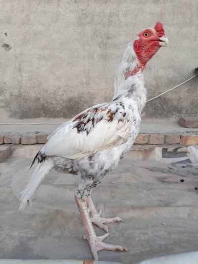 Aseel breeder murgha