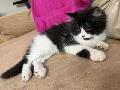 Persian black and white mixed cat