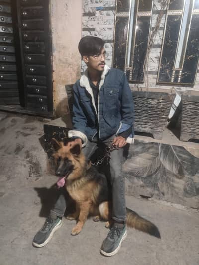 German shepherd female