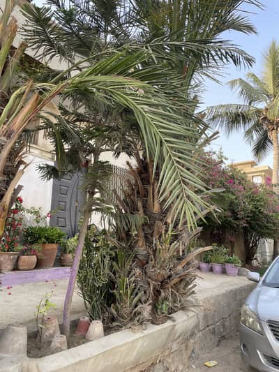 Ajwa dates plant (ajwa khajoor darakht)