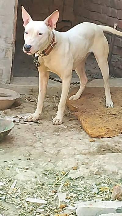 BHT achi blood line healthy and active and active