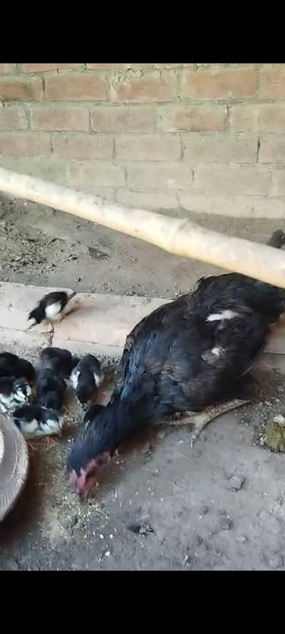 thai chicks with thai female