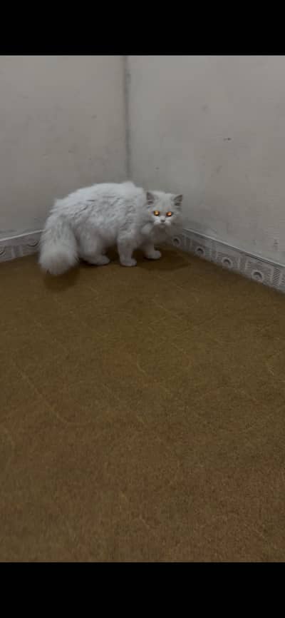 Persian triple Coat 5 months Male cat