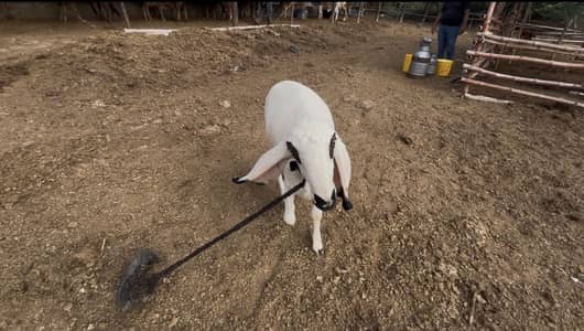 Kajla dumba 2k26 qurbani