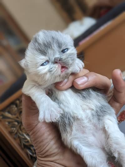 Piki mother with 3 kitten  03043583306