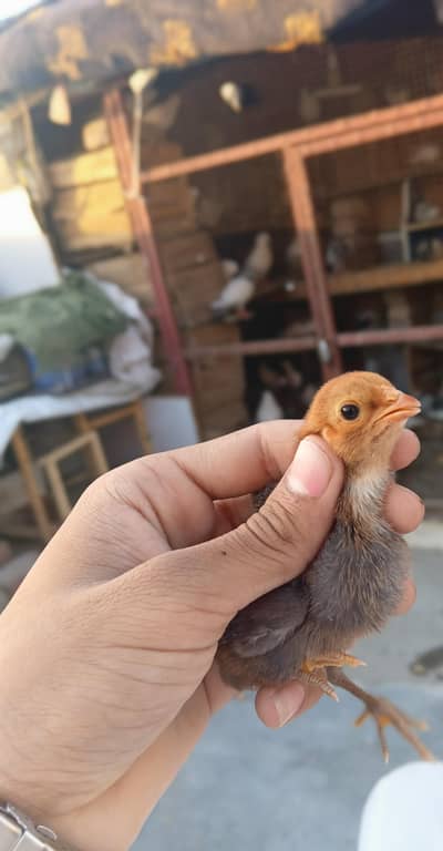 orignal mianwali choze