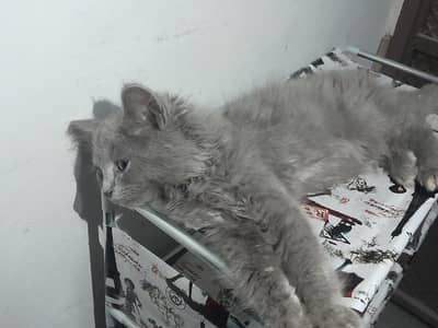 Double coated Doll face persian cat grey colour