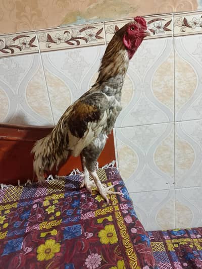 Aseel saleta patha available