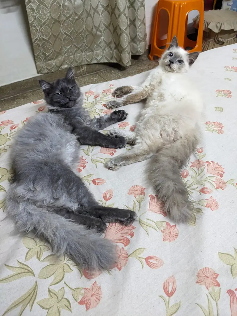 Persian Male cat — photo 3