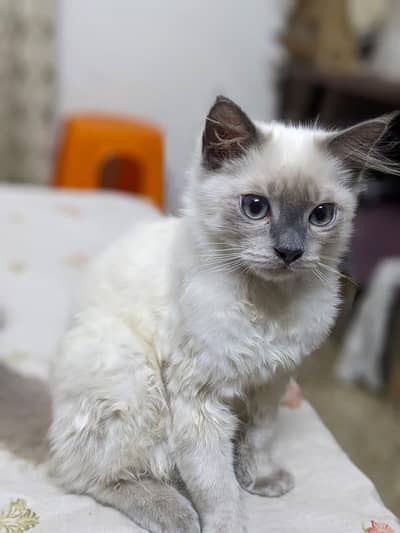 Persian Male cat