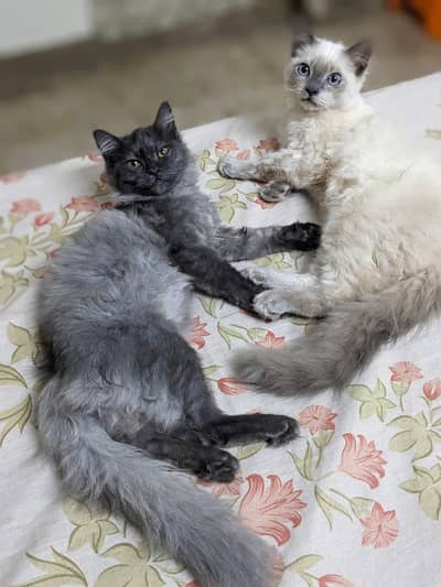 Persian Male cat