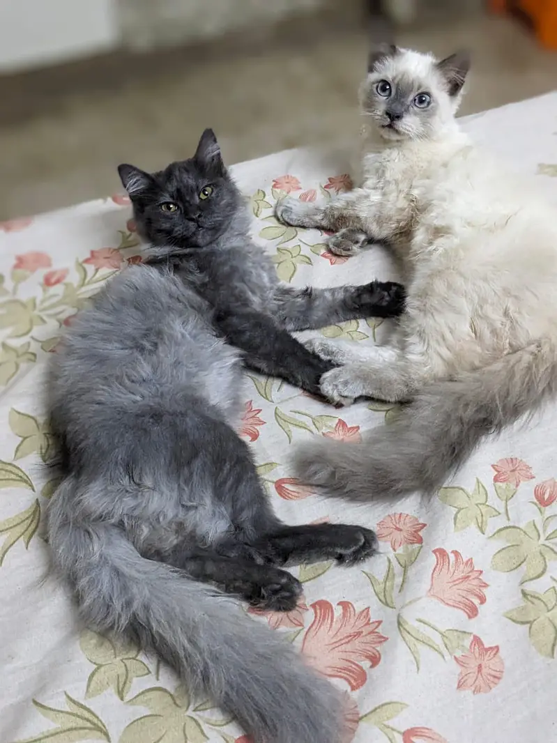 Persian Male cat — photo 2