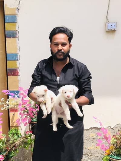 male poddle aur female pure Russian ha