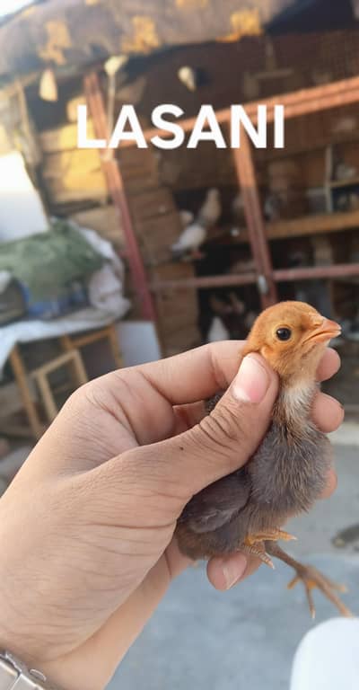 orignal lasani and jawa chicks